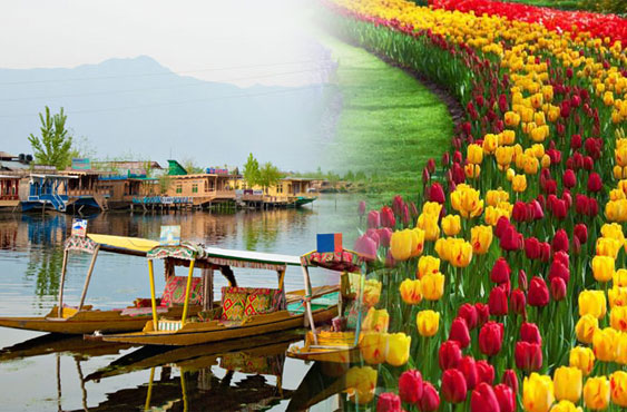 Senior Citizen kashmir Group Tour